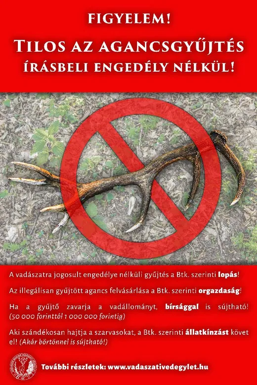 'Tilos az agancsgyűjtés engedély nélkül!' cikk borítóképe